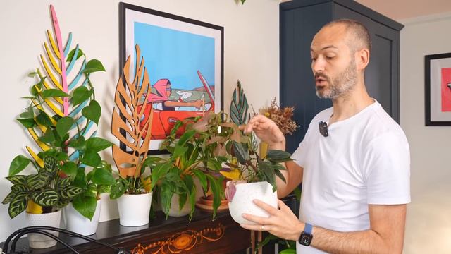 Join Me On A Relaxing Tour Of My Plants смотреть онлайн