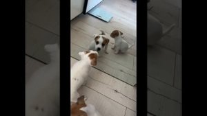 Как выбрать щенка. Джек рассел - идеальный пес!