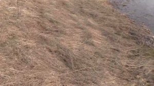 СТОЛЬКО МНОГО ЗМЕЙ В ТРАВЕ  НИКОГДА НЕ ВИДЕЛ. ВЕСНА.