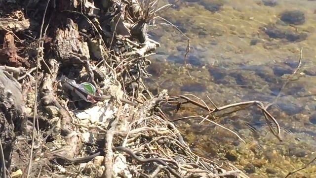 Змеи брачный период смотреть онлайн