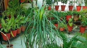 Care of Ponytail Palm / Nolina Palm / Elephant Foot Palm || How to Grow and Care Ponytail Palm