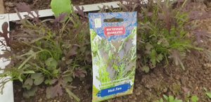 Горчица салатная всегда буду её сеять