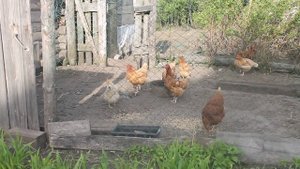 Каких КУР лучше завести в домашнее хозяйство? ВИДЕО ОТЗЫВ.