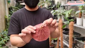 BEGONIA CARE TIPS, REPOTTING AND PROPAGATION || COLLABORATION WITH MASITERA