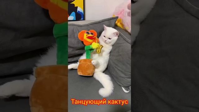 Танцующий кактус ?