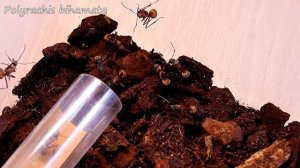 Стоит ли заводить муравьев? Плюсы и Минусы. | Муравьи и Мифы #2