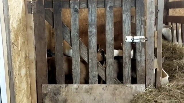 Приучаю козлят пить из чашки // Утренняя дойка // Поговорим о козах смотреть онлайн