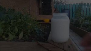 СРОЧНО ДАЙТЕ ТОМАТАМ МОЛОКО И ЙОД В АВГУСТЕ И БУДЕТЕ СОБИРАТЬ ЗДОРОВЫЙ УРОЖАЙ ДО ОСЕНИ!