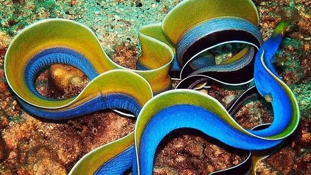 ЛЕНТОЧНАЯ МУРЕНА - Загадочная родственница угрей смотреть онлайн