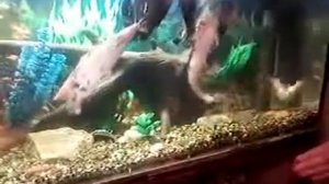 Аквариумные питомцы — смотрите забавные видео ролики с животными на сайте Rutube1