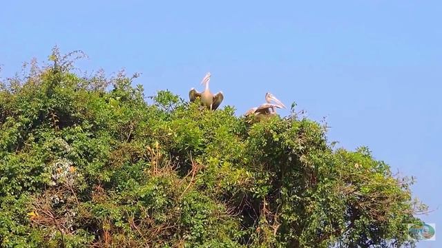 Камбоджа.Провинция Сием Рип.Озеро Тонлесап.м