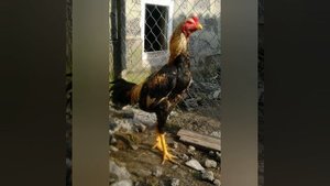 Бойцовые петухи и куры Лари Бразиль Малайские Индийский бойцовый суматра fighting chickens  Светa D