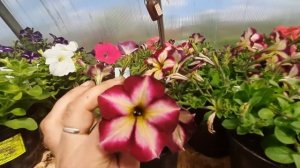 вегетативная ампельная петуния на 25 мая 2021