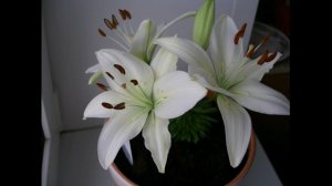 Рассказ ''Лилия''