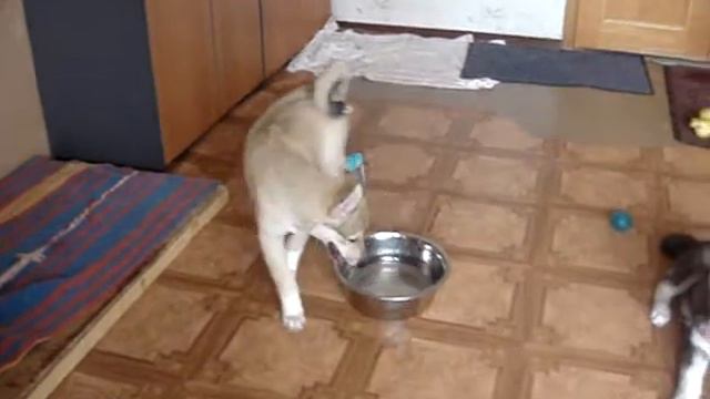 27 ИЮЛЯ 2019 г. Лайки Западно-Сибирские от ЛЗС Яска Дара и Ясавей Аюш, возраст 2 месяца 3 недели.