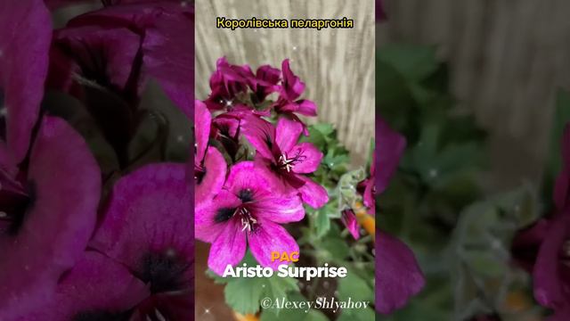 Королівська пеларгонія PAC Aristo Surprise