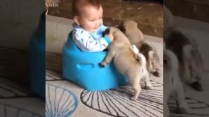 Собаки твои друзья