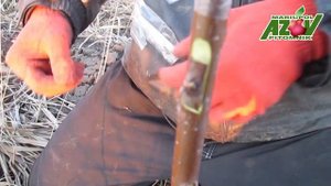 Два способа прививки деревьев косточковых культур. вишни, черешни, абрикоса, сливы, грушы, персика