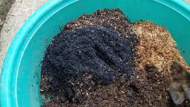How to propagate selloum plant☘️☘️ from cutting mother plant🌅🌅🚿 смотреть онлайн