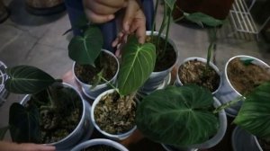 Tanaman Koleksi , Kaktus, Aglonema, Tillandsia, Lengkap di Teracce-Plantshop