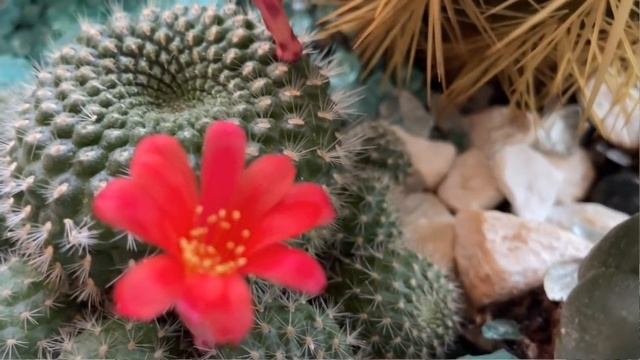 Цветение кактуса | Подарок на 8 марта | Что делать, чтобы кактус зацвел