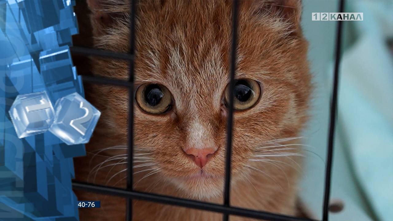 «В добрые руки» 08.08.2024 смотреть онлайн