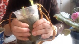 Амариллисы готовим к зимовке.