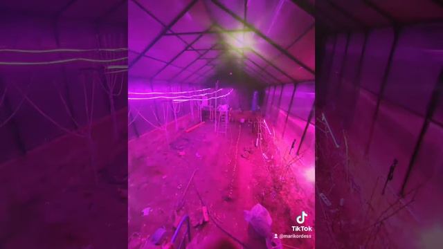 Подключили в Теплице фитоленты. смотреть онлайн