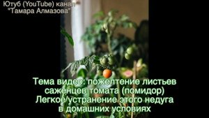 Пожелтение листьев у помидор УЙДЕТ за 5 минут! НЕ пропустите этот совет!