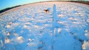 Нагонка щенка Русской гончей по снегу