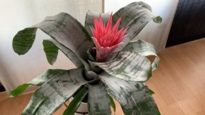 Cuidados Bromelia Fasciata o Aechmea Fasciata