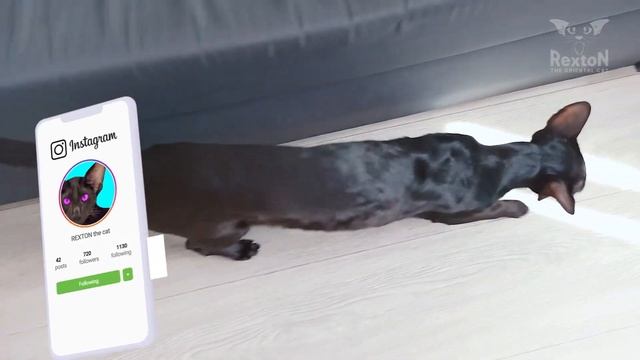 Black Oriental Cat Attacks Its Owner смотреть онлайн