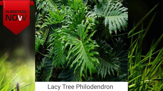 A2Z ALPHABETICAL VARIETIES OF PHILODENDRON... mascanrue смотреть онлайн