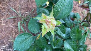 Green roses in my garden: Luviana, Green Fashion, Limbo, Green Tea