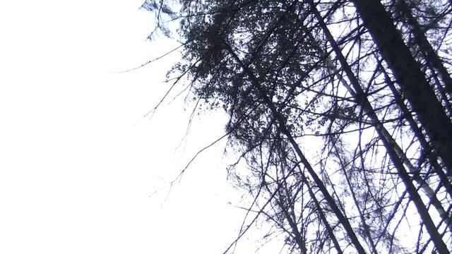 9.09.11 Строительство M11 у поселка Черная грязь 00073 смотреть онлайн