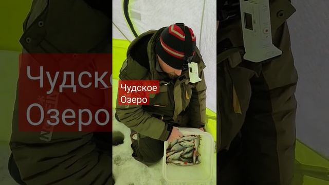 Чудское Озеро. Клев Плотвы.