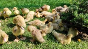 Осенний вывод Индоутят  Хорошо или Плохо