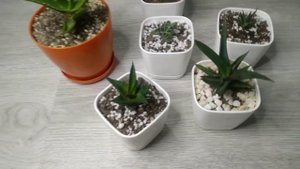 Как отличить хавортию от алоэ?