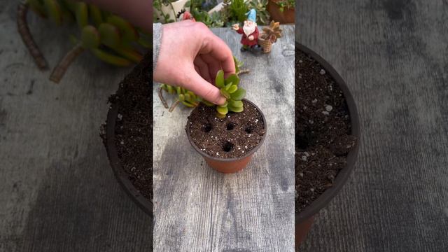 How To Propagate Succulents: Crassula ovata ‘Crosby’s Compact’