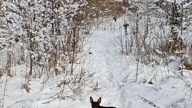 HURPIN розплiдник,#kennelhurpin,мініатюрний пiнчер,цвергпiнчер,карликовий пiнчер,мiнiдоберман,пiнче смотреть онлайн