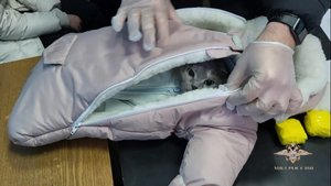 Полицейские задержали наркозакладчицу, которая прятала свёртки в комбинезоне с кошкой