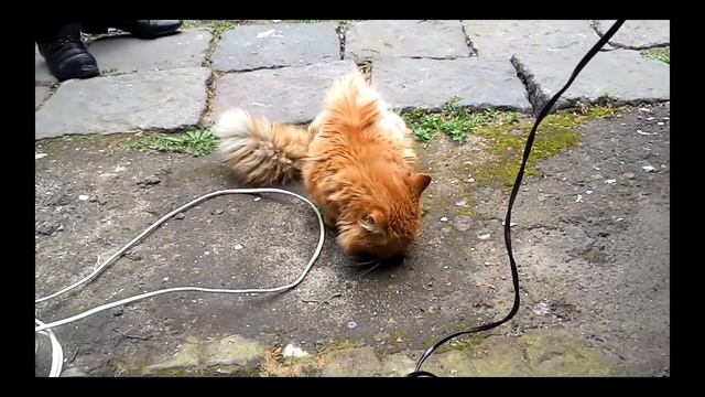 Кот и колбаса. Танец поедания. смотреть онлайн