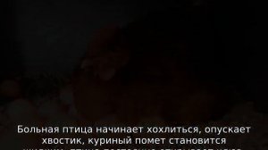 Курица не ест, не пьет, сидит нахохлившись
