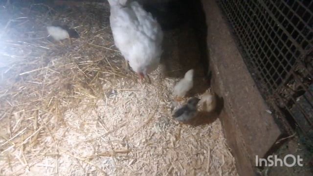 Подсунули КУРИЦЕ чужих ЦЫПЛЯТ ! смотреть онлайн