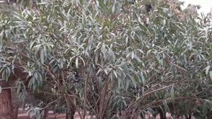 Санаторий "Naftalan". Азербайджан. Гянджа.08.12.2022.