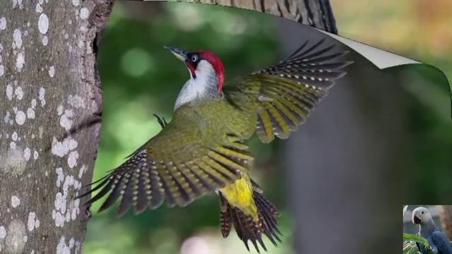 Голоса птиц: зелёный дятел смотреть онлайн