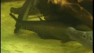 Как содержат индийскую рыбу-нож (Chitala chitala) в домашнем аквариуме ?