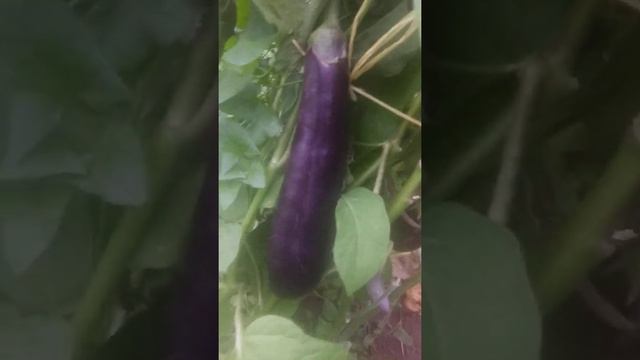 как себя чувствуют в. одной теплице томаты,огурцы,перцы и баклажаны смотреть онлайн