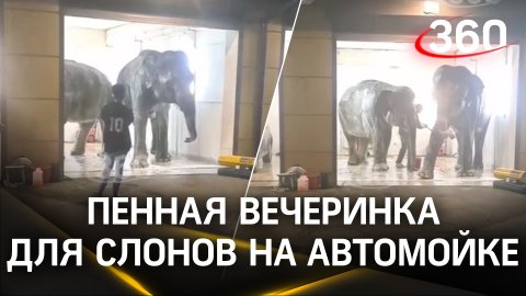 Кавказский кайф слонов: животным устроили пенную вечеринку на автомойке