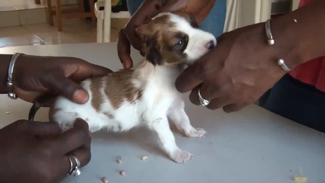 Щенка удачно вылечили от личинок овода смотреть онлайн